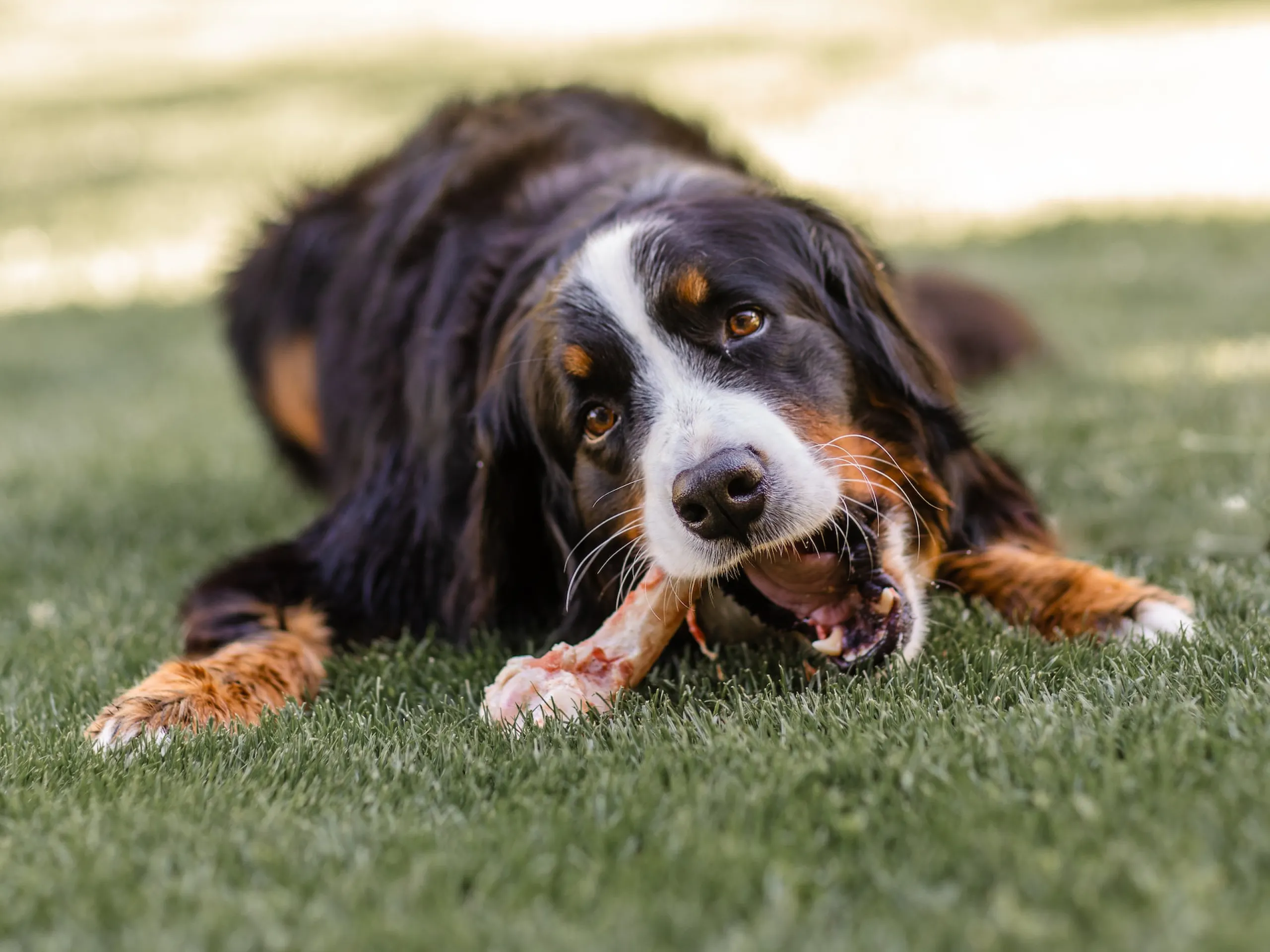 Is sucralfate antacid safe for dogs?